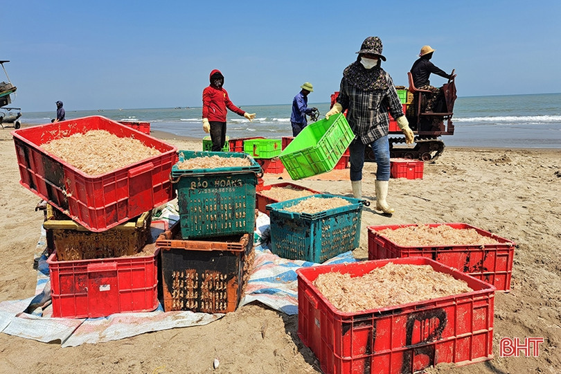 Ngư dân vùng biển phía Bắc Hà Tĩnh “trúng đậm” ruốc biển đầu mùa