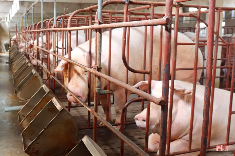 Thăm trang trại tổng hợp thu nhập tiền tỷ của nông dân Cẩm Xuyên