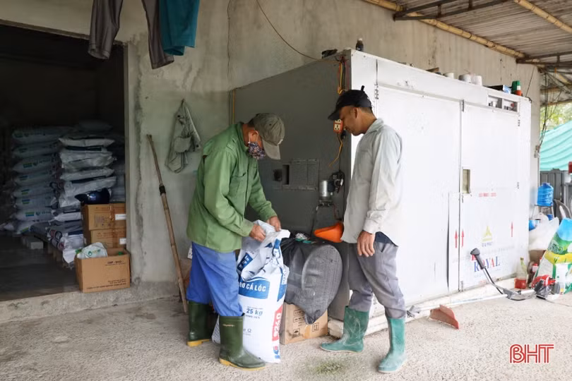 Nuôi cá lóc trong bể xi măng, nông dân Thạch Hà thu lãi lớn