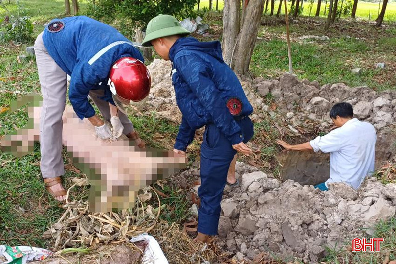 Lợn bị bệnh được cơ quan chức năng tiêu hủy. Lợn bị bệnh được cơ quan chức năng tiêu hủy.