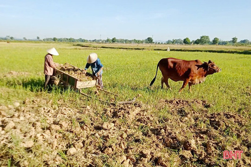 Hướng dẫn của ngành chuyên môn là căn cứ quan trọng để chính quyền địa phương và người dân triển khai thực hiện trong quá trình chuyển đổi, tích tụ ruộng đất (Trong ảnh: Người dân Đức Thọ chủ động cải tạo mặt ruộng trong quá trình tích tụ ruộng đất). z5830391471498_22bffdf0db13cbf121e098023c7ef0c5.jpg