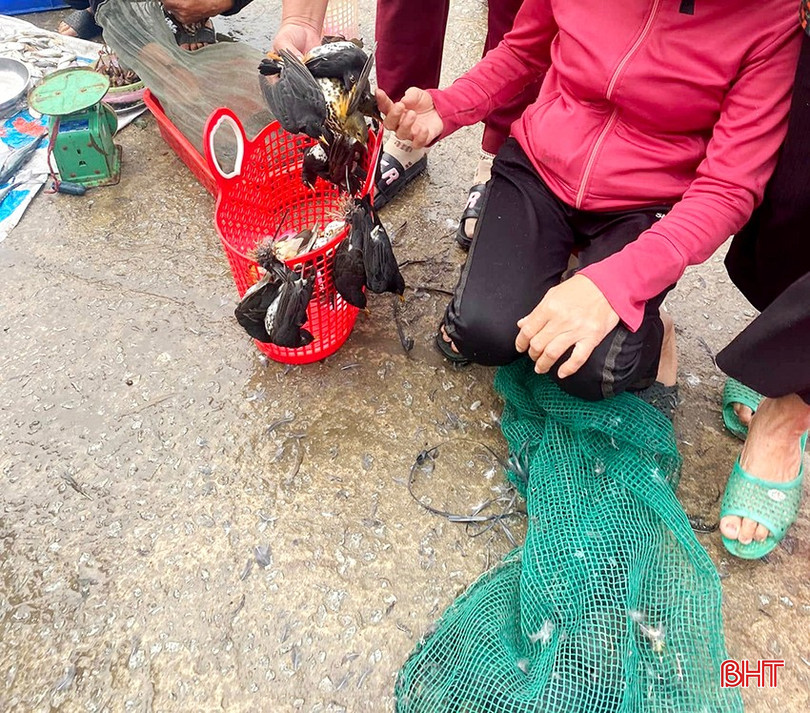 Bên cạnh các chú chim còn sống, bị buộc lại thành từng cặp để mời khách, người phụ nữ này còn giữ chặt một số lượng chim tự nhiên khác đựng trong túi lưới, để dưới mặt đất. bqbht_br_468302040-3987793771455969-8261111589975787505-n-copy-3.jpg