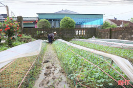 Giữ nguồn rau sạch cho thị trường trong mùa mưa