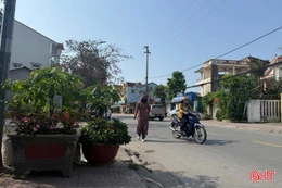 Người đi bộ… "mất" lối đi vì cây cảnh