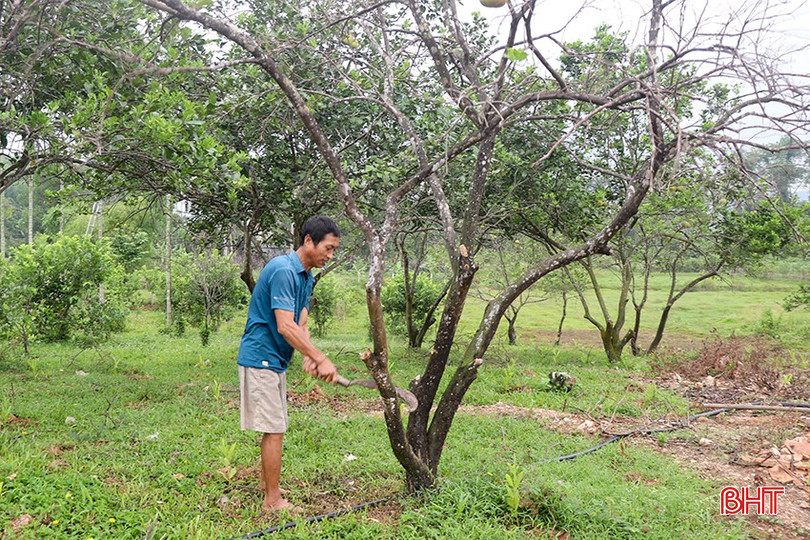 Anh Trần Thư Phúc ở thôn Thanh Mỹ (xã Thượng Lộc) phá bỏ vườn bưởi để trồng keo, tràm. 1.2.jpg