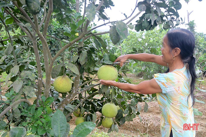 Bước sang mùa thu hoạch thứ 2 nhưng năm nay do nắng hạn, chất lượng bưởi đạt thấp nên gia đình bà Nguyễn Thị Phương (thôn Anh Hùng, xã Thượng Lộc) có một mùa bưởi thu nhập kém hiệu quả. 1.4.jpg