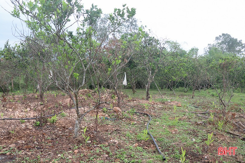Những vườn bưởi thoái hóa đang chuẩn bị được phá bỏ. 1.1.jpg