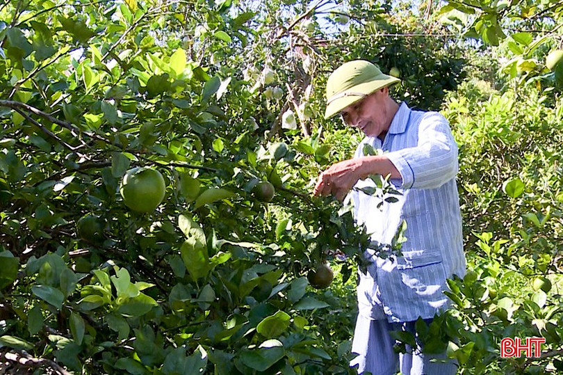 Модельне садівниче господарство забезпечує значний дохід місцевому населенню. bqbht_br_13.jpg
