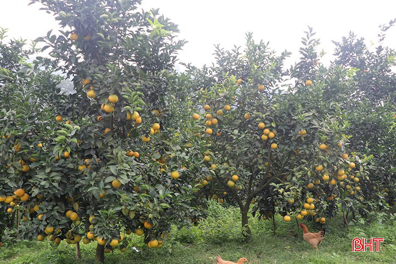 Trung bình một cây cam cho khoảng 2-2,5 tạ quả. bqbht_br_12-9578.jpg