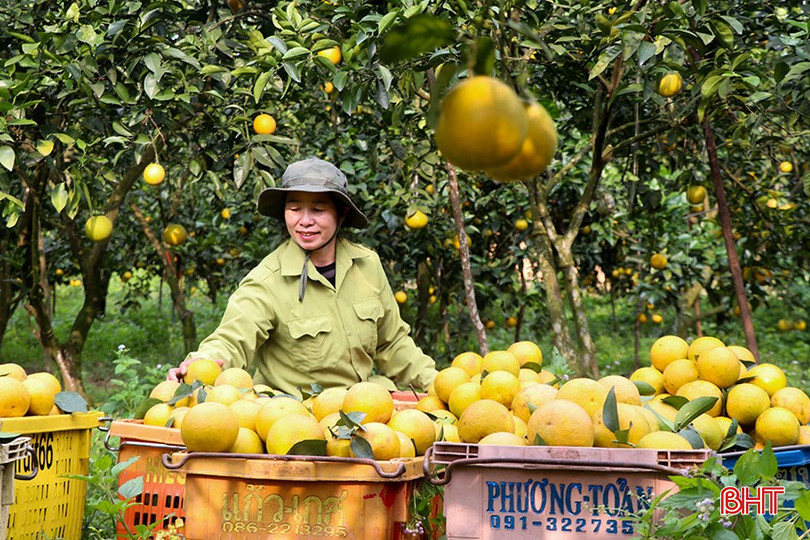 Chị Phan Thị Hiền ở thôn Anh Hùng (Thượng Lộc) chuẩn bị cam cho khách hàng. bqbht_br_16.jpg