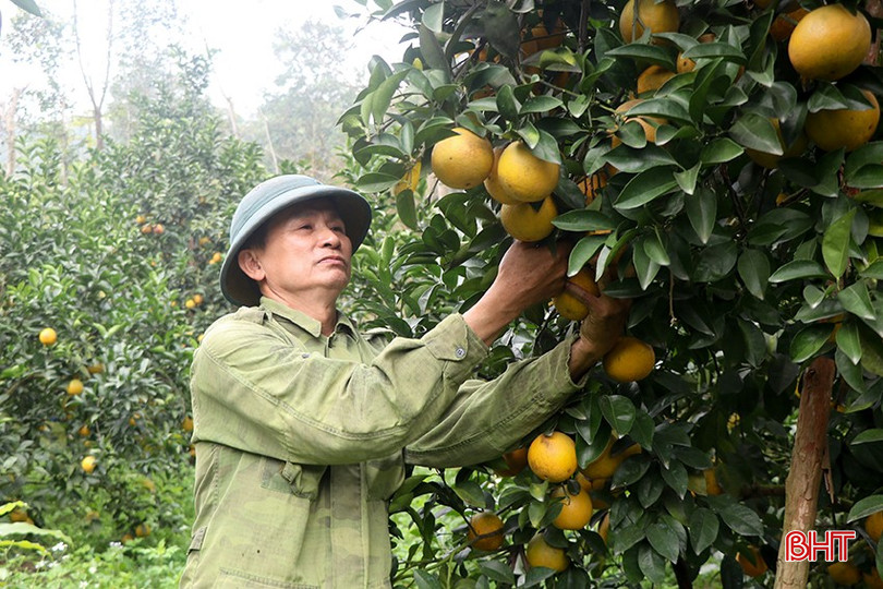 Hiện nay, cam đang vào giai đoạn cao điểm của vụ thu hoạch. bqbht_br_14-5324.jpg