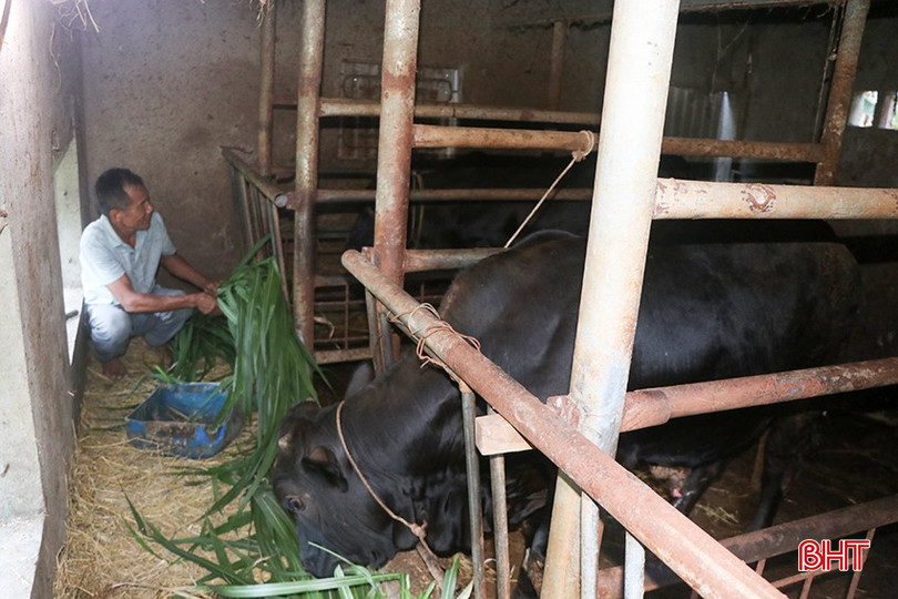Nguồn vốn ưu đãi được phát huy qua mô hình nuôi bò nhốt giúp gia đình ông Nguyễn Văn Cận ở thôn Tây Hương có đổi thay cuộc sống. 21-8722.jpg