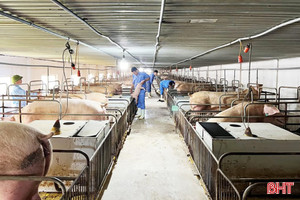 Xem xét hỗ trợ khắc phục dịch bệnh động vật cho doanh nghiệp vừa và nhỏ ở Hà Tĩnh