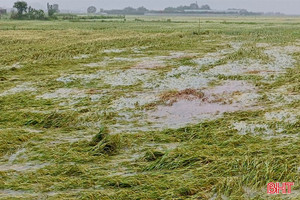 Nhiều cánh đồng lúa ở Hà Tĩnh đổ rạp, ngập úng