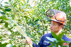 Nắng như "rót lửa", nông dân Hà Tĩnh lo chống hạn cho cây cam