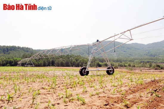 Mitraco Hà Tĩnh nhập 500 con bò nái nền từ Úc ảnh 2