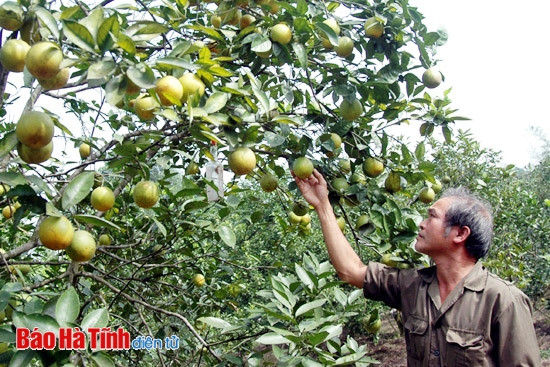 Đảng bộ Hương Khê vượt khó, tạo bước tiến mới ảnh 2 Đảng bộ Hương Khê vượt khó, tạo bước tiến mới ảnh 2