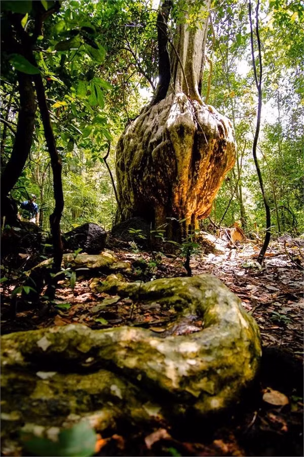Thế giới huyền bí giữa rừng già Nam Cát Tiên ảnh 4