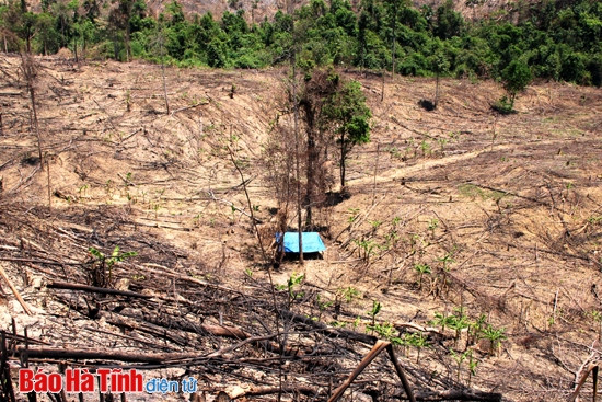 Thực hiện Đề án giao đất, giao rừng: Nguy cơ ”vỡ”” kế hoạch! ảnh 2 Thực hiện Đề án giao đất, giao rừng: Nguy cơ ”vỡ”” kế hoạch! ảnh 2