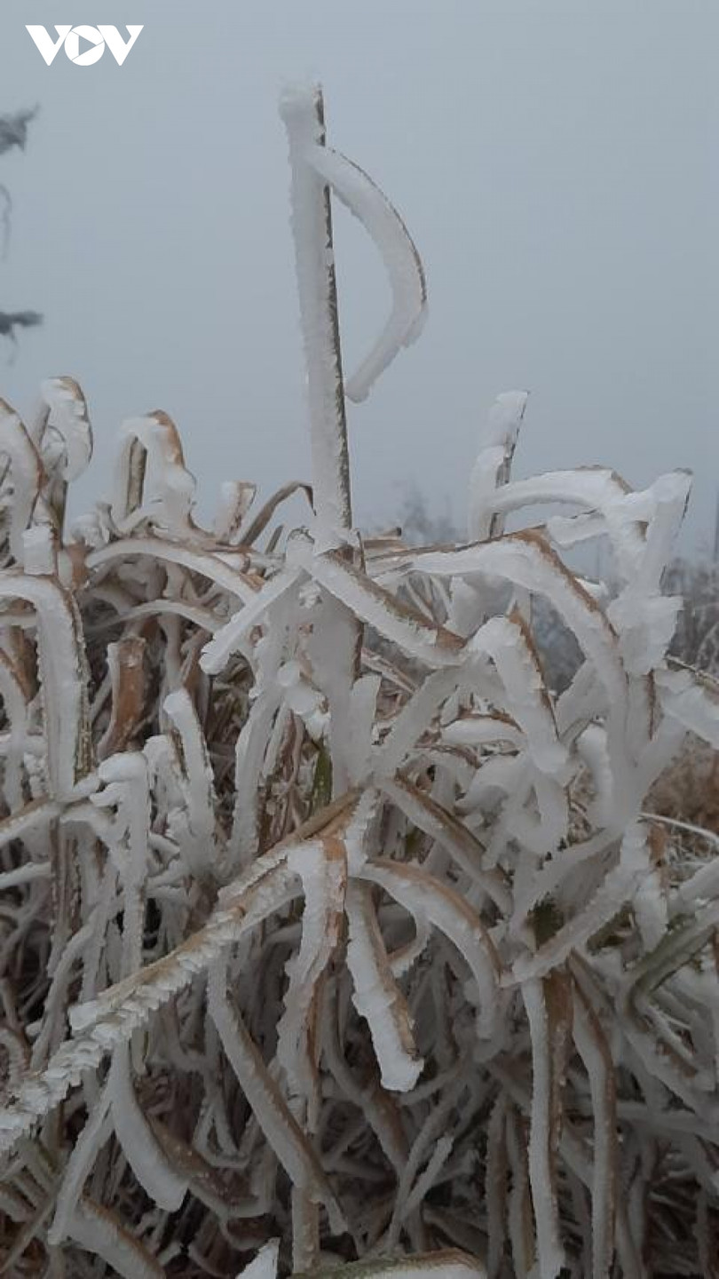 Băng giá phủ trắng trên đỉnh Mẫu Sơn, Yên Tử, Phja Oắc