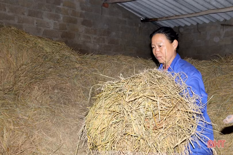 Người chăn nuôi TX Kỳ Anh đưa trâu bò thả rông về chuồng tránh rét đậm