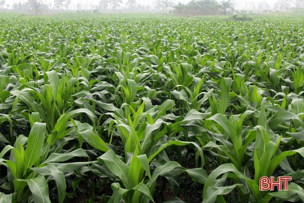 Hương Sơn cần nâng cao chất lượng các sản phẩm chủ lực để phát triển bền vững