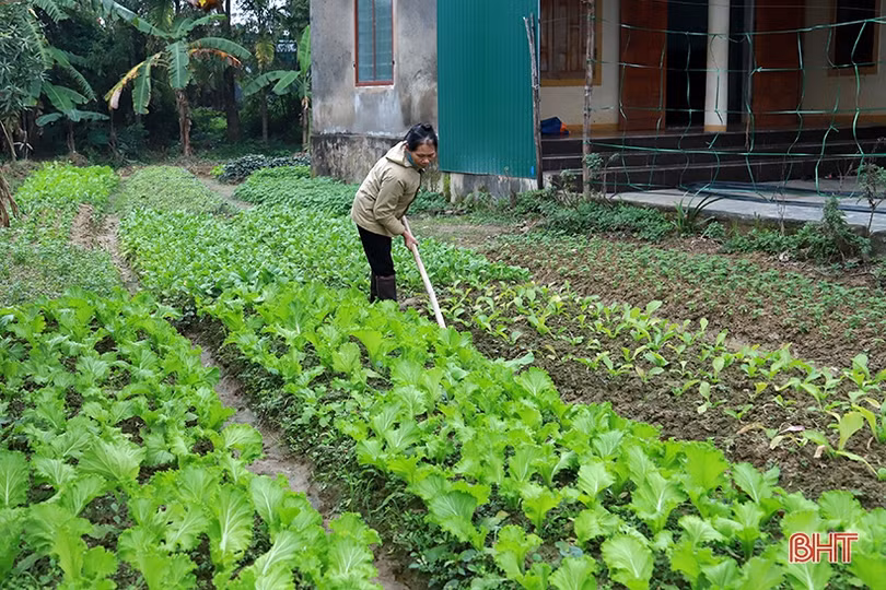 Xã từng ngập sâu ở Thạch Hà hồi sinh sau lũ