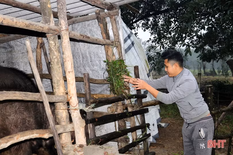 Người chăn nuôi TX Kỳ Anh đưa trâu bò thả rông về chuồng tránh rét đậm