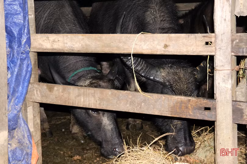 Người chăn nuôi TX Kỳ Anh đưa trâu bò thả rông về chuồng tránh rét đậm