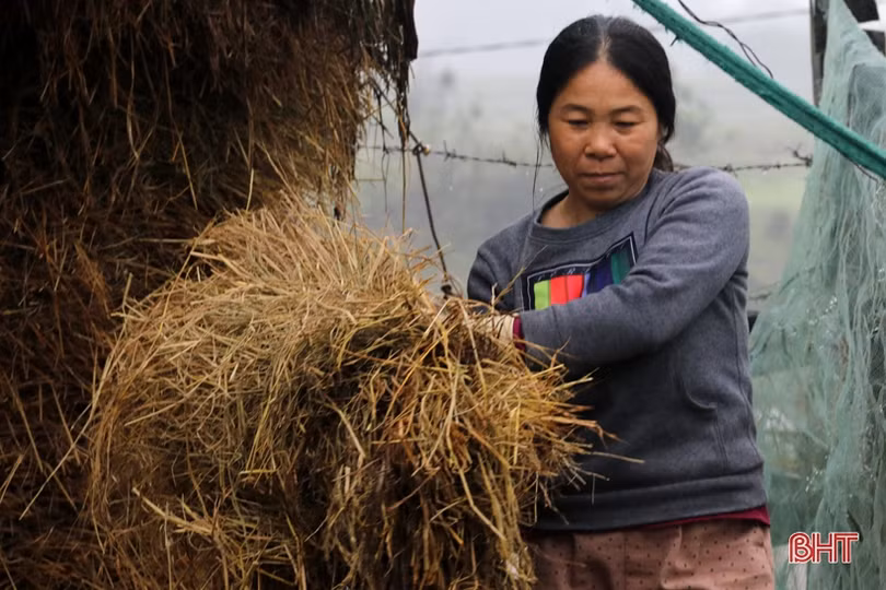 Người chăn nuôi TX Kỳ Anh đưa trâu bò thả rông về chuồng tránh rét đậm