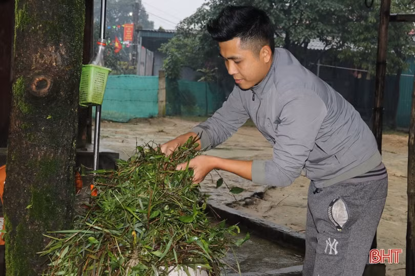 Người chăn nuôi TX Kỳ Anh đưa trâu bò thả rông về chuồng tránh rét đậm