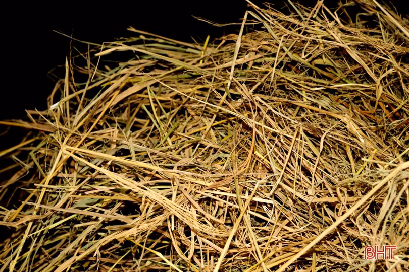 Người chăn nuôi TX Kỳ Anh đưa trâu bò thả rông về chuồng tránh rét đậm