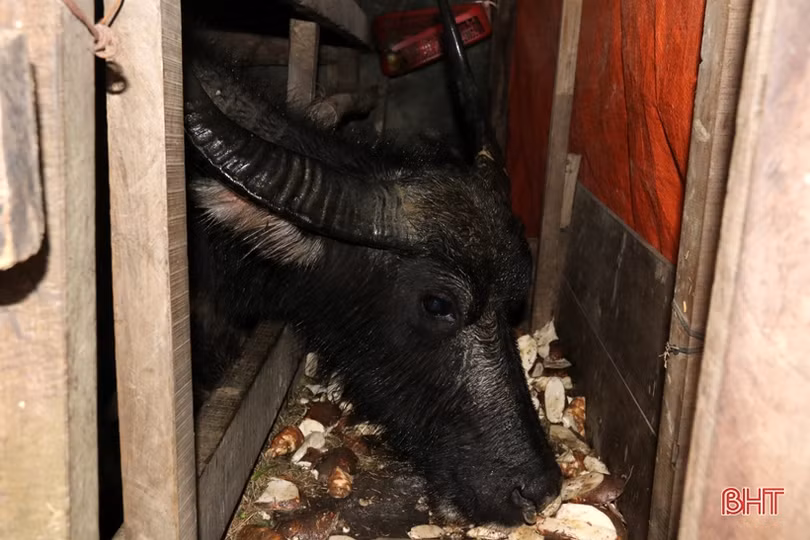 Người chăn nuôi TX Kỳ Anh đưa trâu bò thả rông về chuồng tránh rét đậm