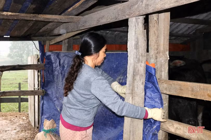 Người chăn nuôi TX Kỳ Anh đưa trâu bò thả rông về chuồng tránh rét đậm