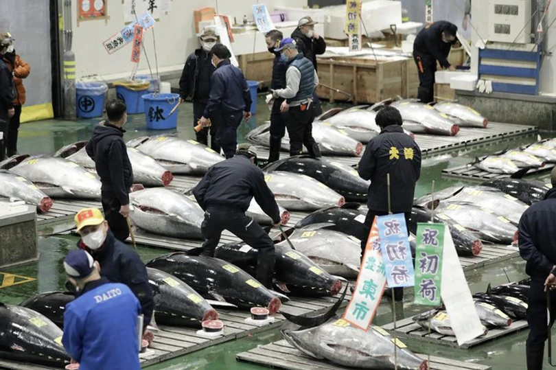 Xem phiên đấu giá đầu năm mới tại chợ cá lớn nhất thế giới ở Tokyo