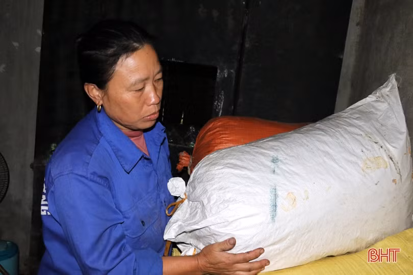 Người chăn nuôi TX Kỳ Anh đưa trâu bò thả rông về chuồng tránh rét đậm