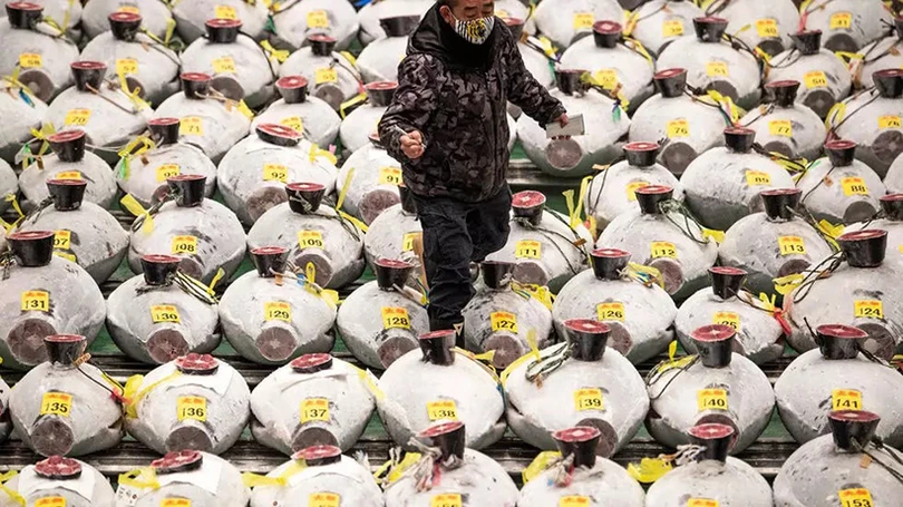 Xem phiên đấu giá đầu năm mới tại chợ cá lớn nhất thế giới ở Tokyo