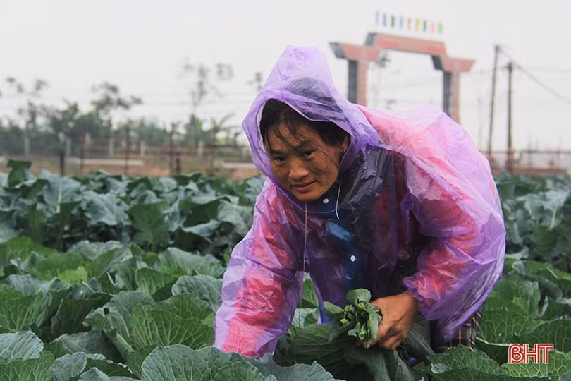 Vượt lên giá rét, người dân Hà Tĩnh nỗ lực duy trì lao động, sản xuất