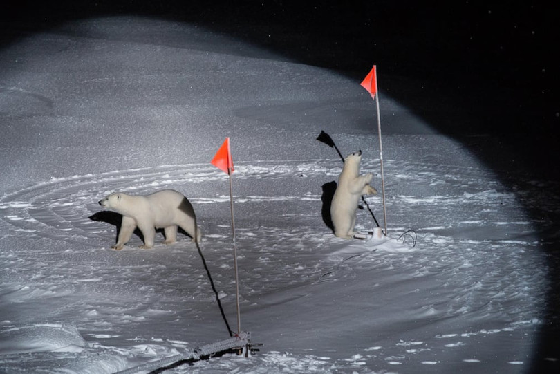 Loạt ảnh động vật ấn tượng của năm 2020