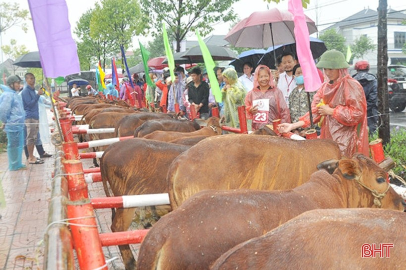 Agribank Hà Tĩnh II trao 43 con bò giống cho các hộ khó khăn