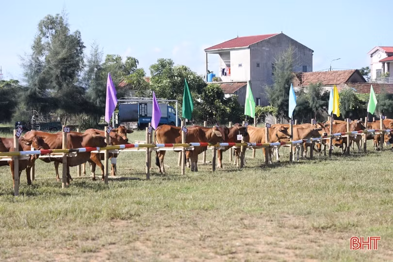 Agribank Hà Tĩnh II trao sinh kế, tiếp niềm tin cho người nghèo