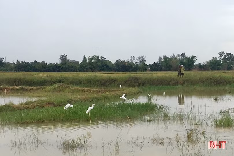 Nghi Xuân truy quét, xử lý nạn săn bắt chim trời