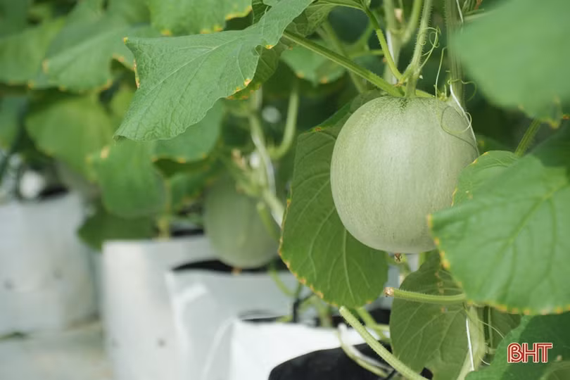 Mướt mắt vườn dưa lưới đạt chuẩn VietGAP đầu tiên ở Hà Tĩnh