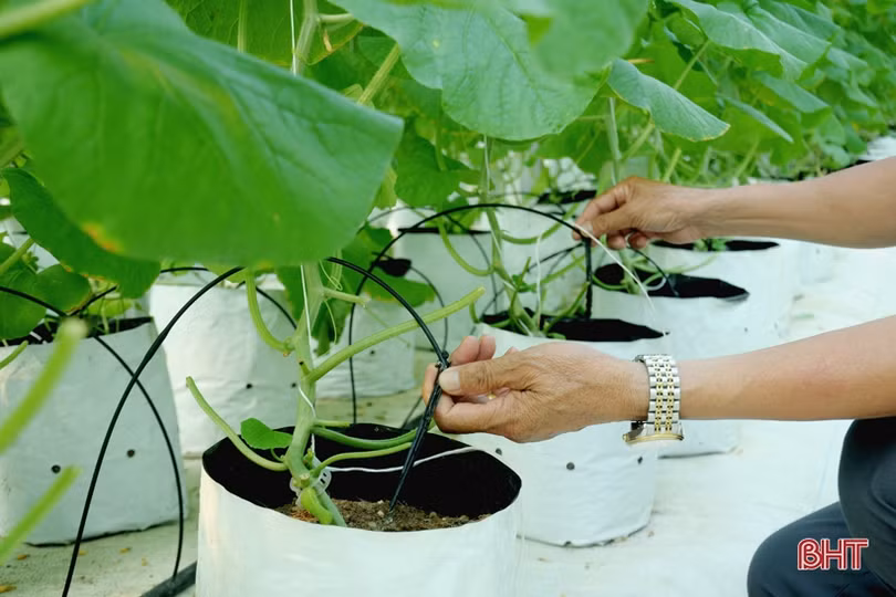 Mướt mắt vườn dưa lưới đạt chuẩn VietGAP đầu tiên ở Hà Tĩnh