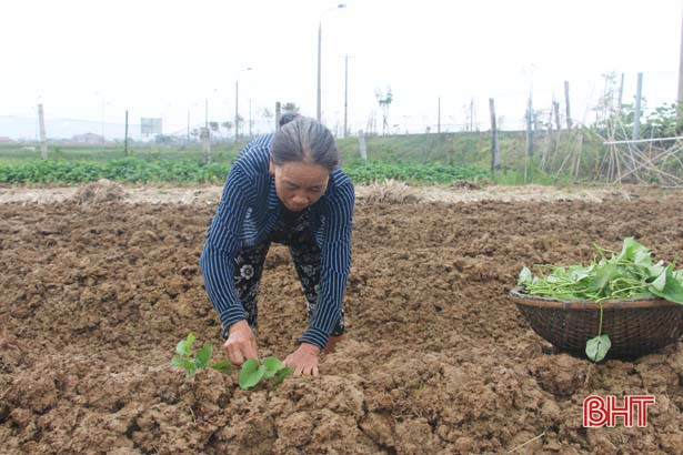 Cây trồng cạn hè thu khó gieo trỉa đúng tiến độ