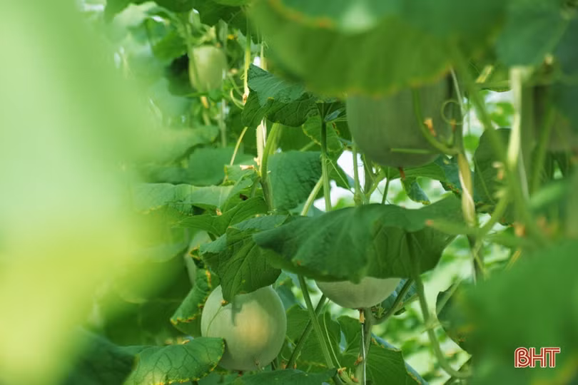 Mướt mắt vườn dưa lưới đạt chuẩn VietGAP đầu tiên ở Hà Tĩnh