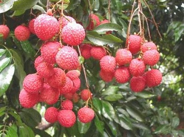 Mùa nóng, ăn vải thế nào cho thích hợp? 1 Mùa nắng nóng, ăn vải thế nào cho thích hợp?