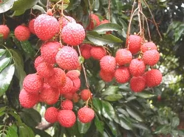 Mùa nắng nóng, ăn vải thế nào cho thích hợp?