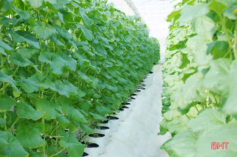 Mướt mắt vườn dưa lưới đạt chuẩn VietGAP đầu tiên ở Hà Tĩnh