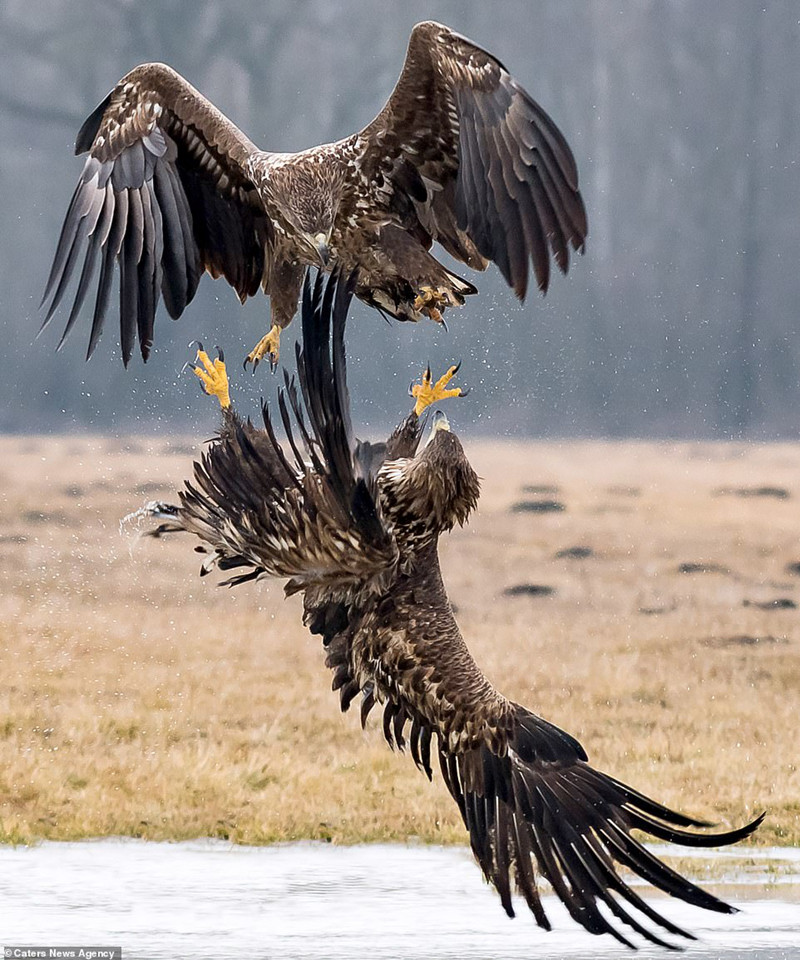Đại bàng tung cước quyết chiến đồng loại để giành ngôi “bá chủ”